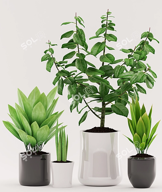 96 Plant Collection: Aspidistra, Sansevieria, Ficus elastica with Black & White Pots 3D model image 2