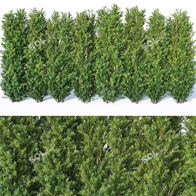 160 cm Taxus Baccata Hedge: Versatile, Accurate, Beautiful 3D model image 1