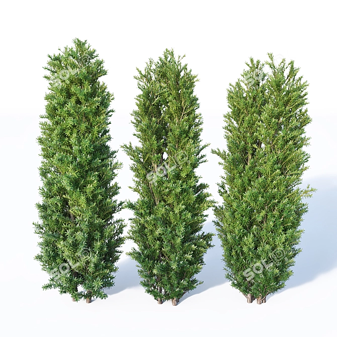 160 cm Taxus Baccata Hedge: Versatile, Accurate, Beautiful 3D model image 2