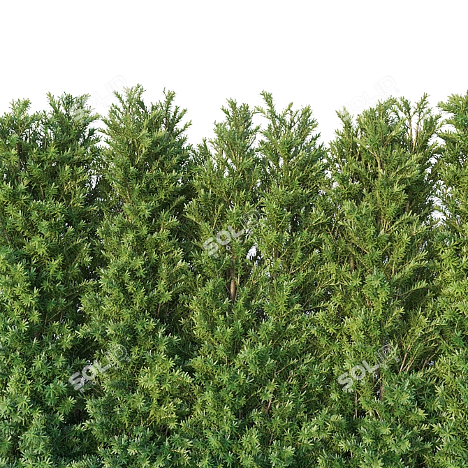 160 cm Taxus Baccata Hedge: Versatile, Accurate, Beautiful 3D model image 3