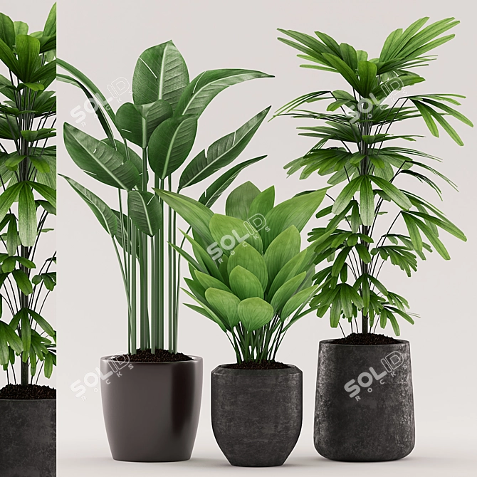 Title: Tropical Plants Bundle with Black Pot 3D model image 1