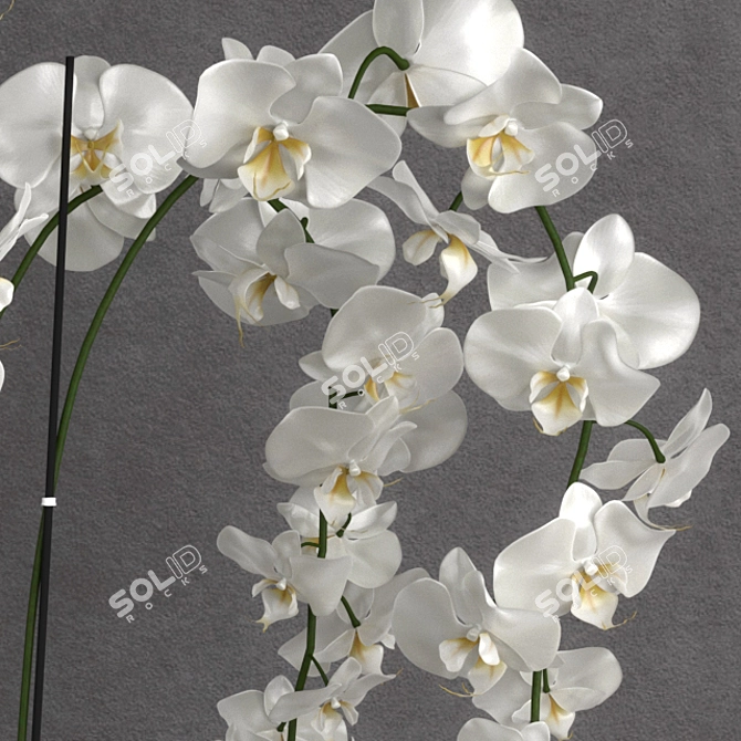 Exquisite Orchid Model 3D model image 2