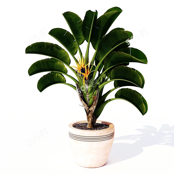 Tropical Strelitzia Nicolai: Exotic Garden Ornamental 3D model image 1