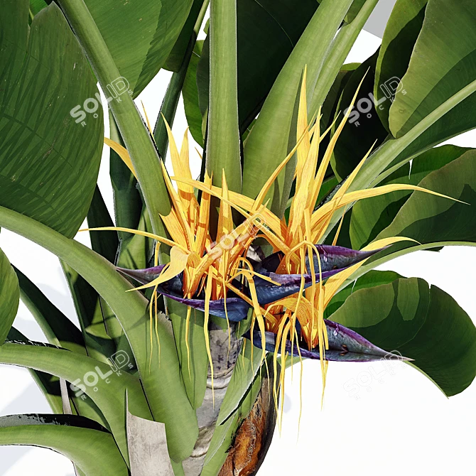 Tropical Strelitzia Nicolai: Exotic Garden Ornamental 3D model image 2