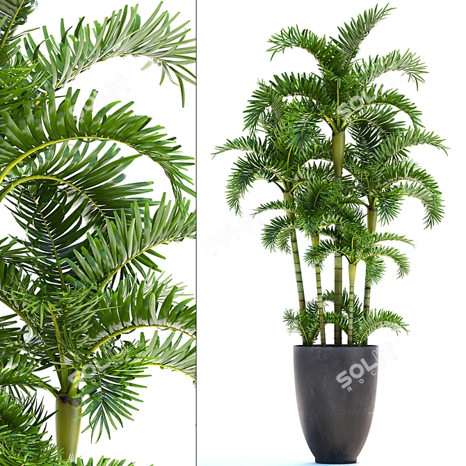 Exotic Areca Palm Seeds 3D model image 1