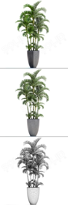 Exotic Areca Palm Seeds 3D model image 3