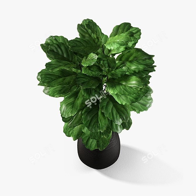 Exquisite Ficus Lyrata: UV Mapped, Versatile Render Formats 3D model image 5