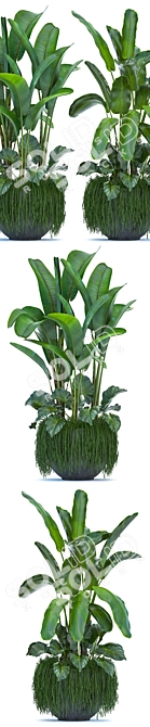 Exotic Plant Collection 252 3D model image 2