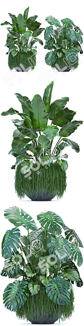 Exotic Plant Collection: Banana Palm, Alocasia Macrorrhiza, Monstera 3D model image 2