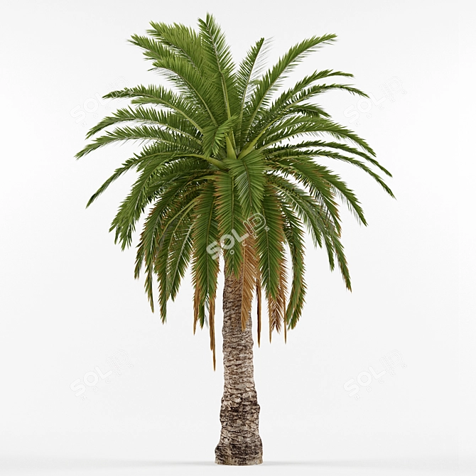 Phoenix Canariensis: Majestic Subtropical Palm 3D model image 1