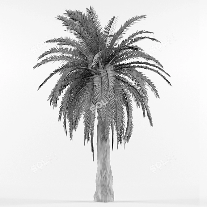 Phoenix Canariensis: Majestic Subtropical Palm 3D model image 2