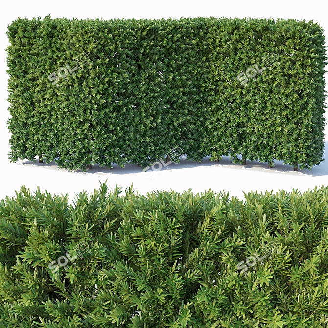 Premium Taxus Baccata Hedge 3D model image 1