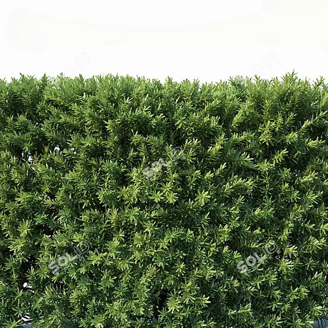 Premium Taxus Baccata Hedge 3D model image 3