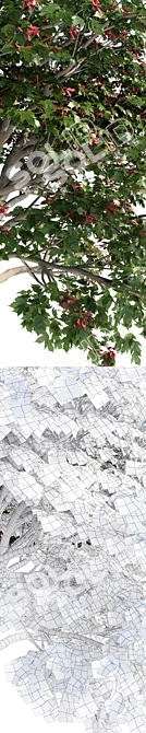 Ginnala Tapeworm Maple: Beautiful Landscape Tree 3D model image 3