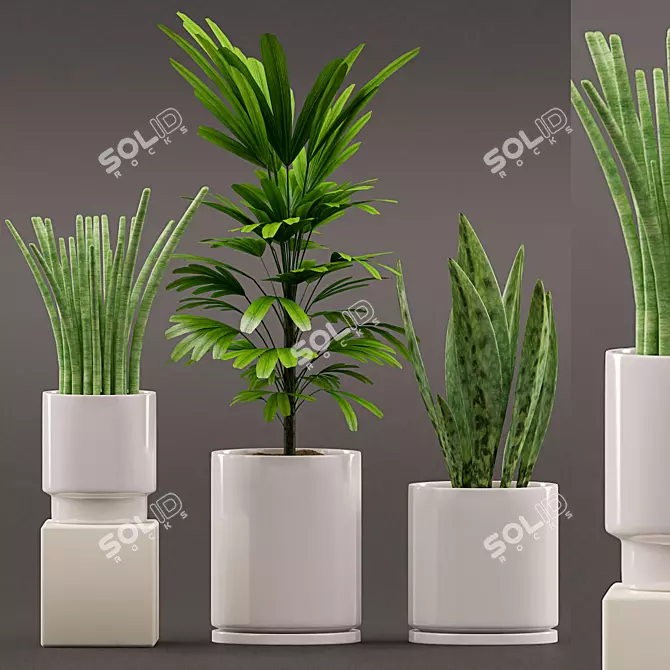 Sansevieria & Palm Combo 3D model image 1