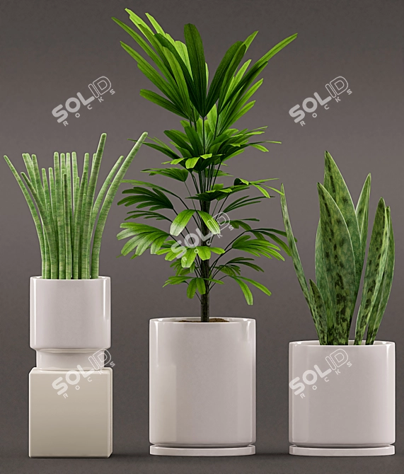 Sansevieria & Palm Combo 3D model image 2