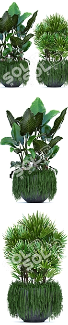 Exotic Plant Collection: Alocasia, Rhipsalis, and more! 3D model image 2