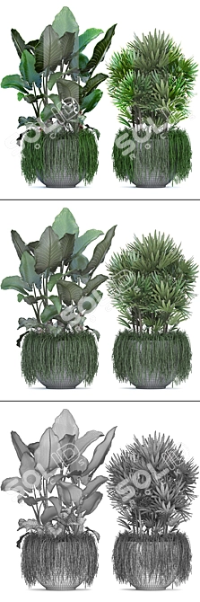 Exotic Plant Collection: Alocasia, Rhipsalis, and more! 3D model image 3