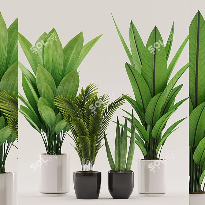 Tropical Plant Collection - 105 Varieties 3D model image 1