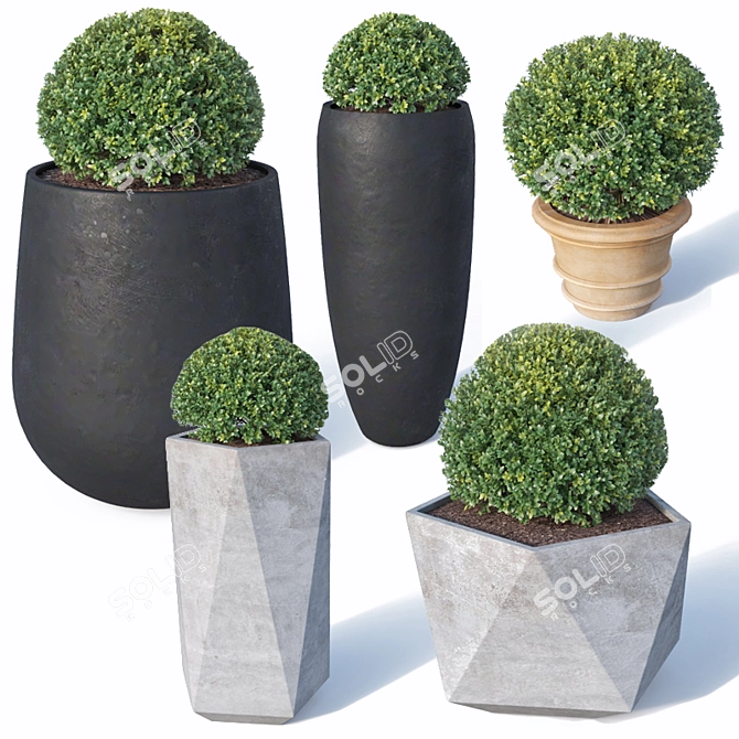 Buxus microphylla - Versatile Low Poly Plant 3D model image 1