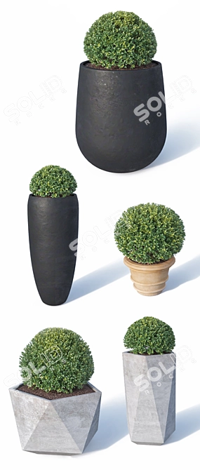 Buxus microphylla - Versatile Low Poly Plant 3D model image 2