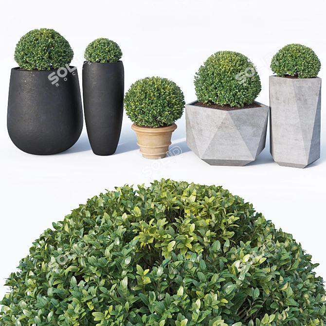 Buxus microphylla - Versatile Low Poly Plant 3D model image 3