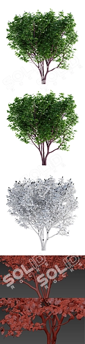 Cherry Maack Tree | Prunus Maackii 3D model image 2