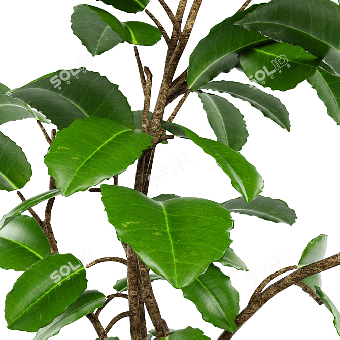 Detailed Ficus Elastica Model 3D model image 3