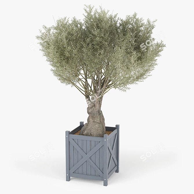 Elegant Olea Europaea 3D Model 3D model image 2