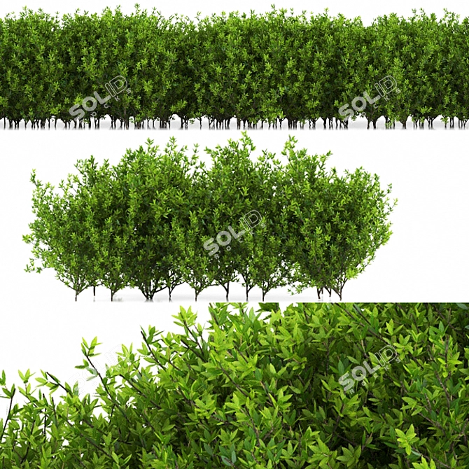 Leafy Oasis: Greenery for Every Space 3D model image 1