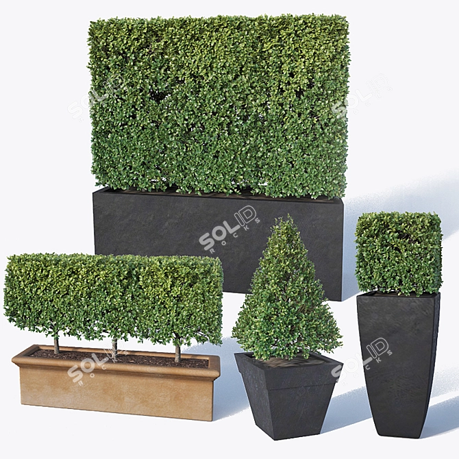 Versatile Buxus Microphylla Hedge 3D model image 1