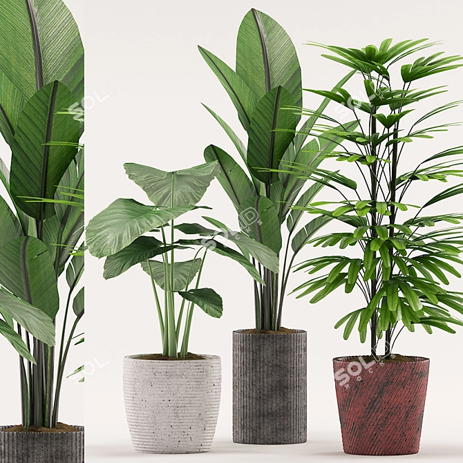 107: Colocasia Esculent, Palm, Banana Plant with Pot 3D model image 1