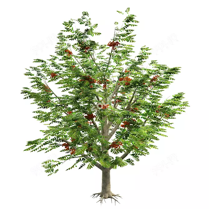 Title: Exquisite Rowan Tree: Bring Nature Home 3D model image 1