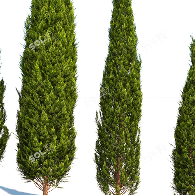 Mediterranean Cypress - Various Heights 3D model image 2