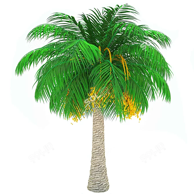 Elegant Finik Palm for a Natural Oasis 3D model image 1