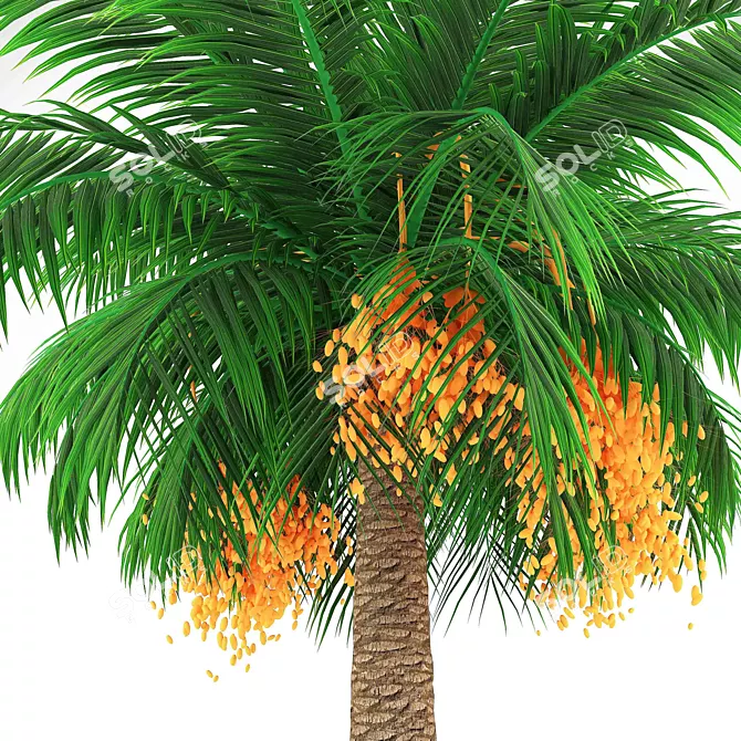 Elegant Finik Palm for a Natural Oasis 3D model image 2
