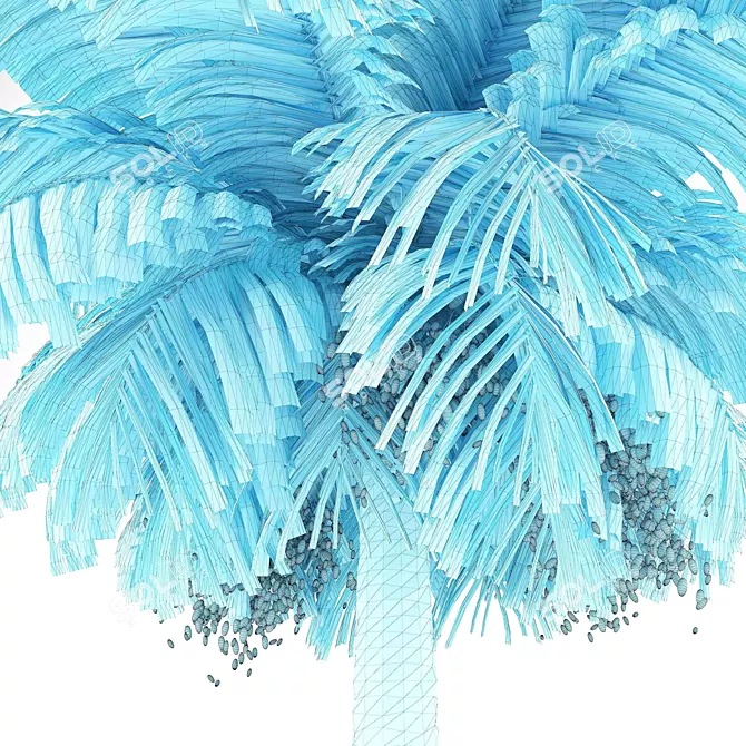 Elegant Finik Palm for a Natural Oasis 3D model image 3