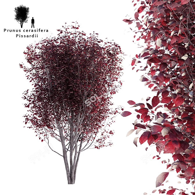 Plum Tree | Prunus cerasifera 'Pissardii' 3D model image 1