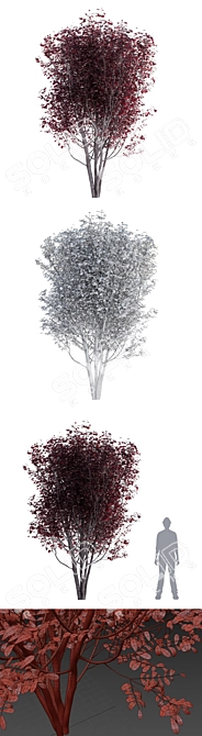 Plum Tree | Prunus cerasifera 'Pissardii' 3D model image 2