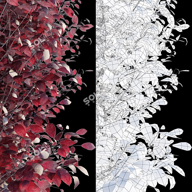 Plum Tree | Prunus cerasifera 'Pissardii' 3D model image 3