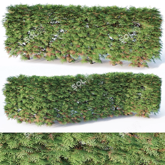 6 Modular Thuya Hedges - Low Poly, Detailed 3D model image 1