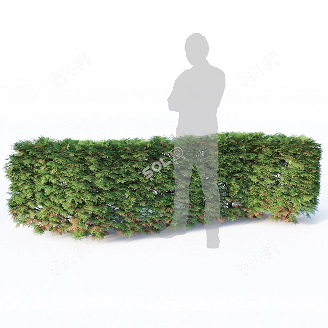 6 Modular Thuya Hedges - Low Poly, Detailed 3D model image 2