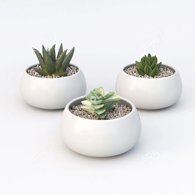 Tiny Table Succulents 3D model image 1