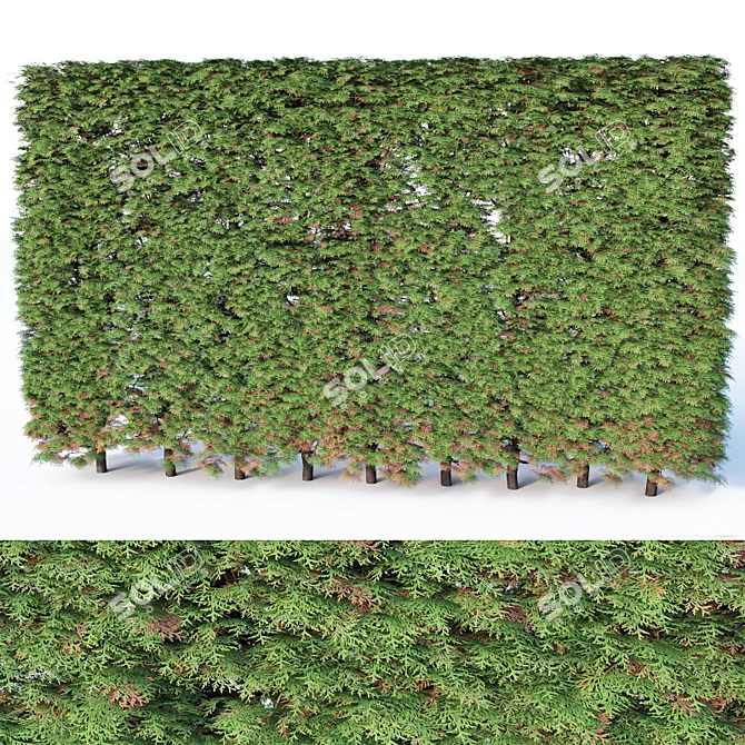 Modular Thuya Hedge Collection - 200cm Height 3D model image 1