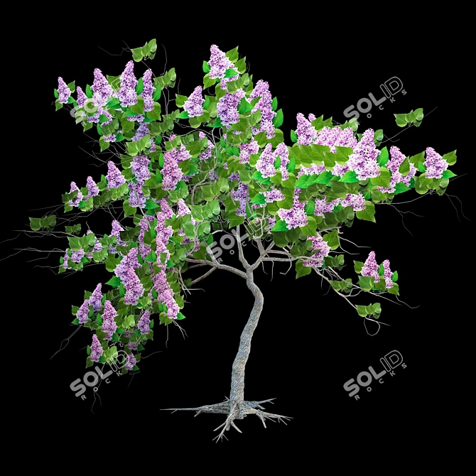 Blooming Lilac Bush - Fragrant Garden Shrub 3D model image 1