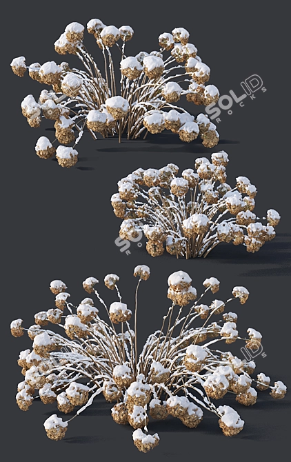 Snow-Covered Hydrangea Trio 3D model image 2