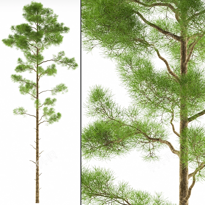 Evergreen Pine Tree Polys 3D model image 1