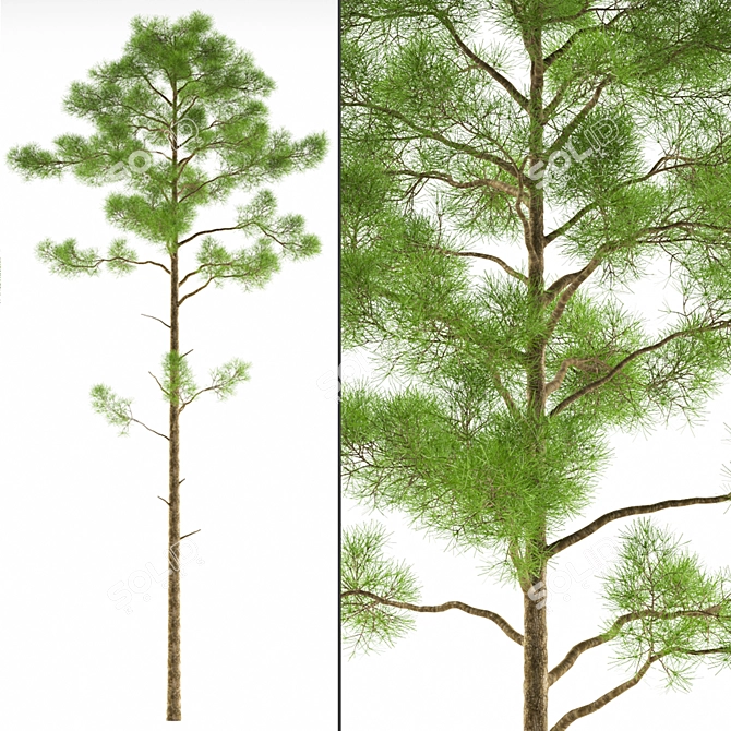 Polys Pinus_Sylvestris C: Transform Your Landscape 3D model image 1