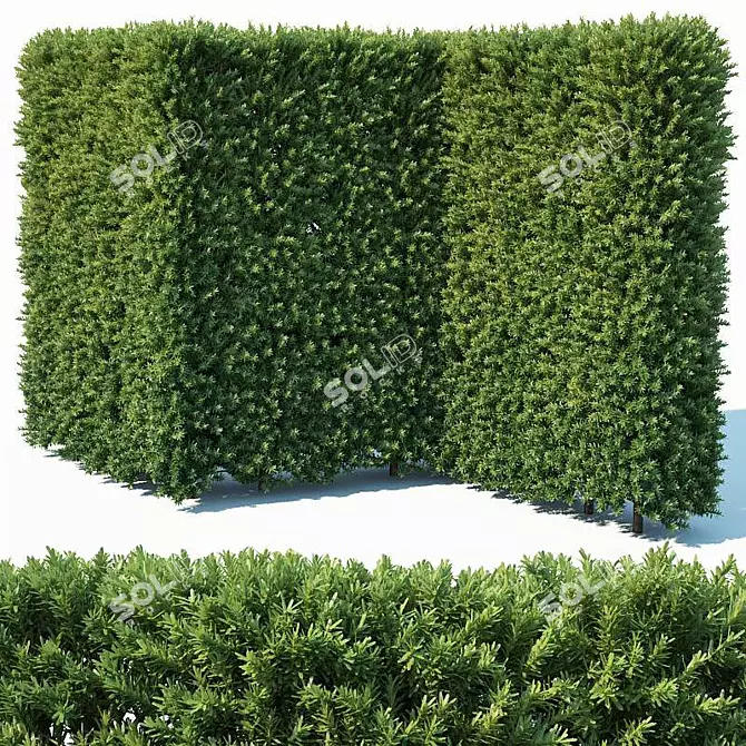 Versatile Taxus Baccata Hedge 3D model image 1