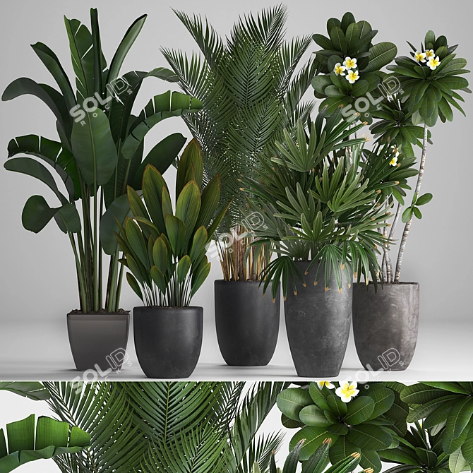 Tropical Plant Collection: Bananas, Palms & More 3D model image 1